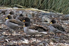 Anas flavirostris oxyptera