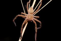 Neosparassus salacius