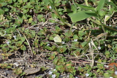 Richardia brasiliensis