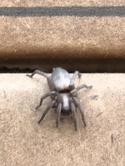 Gnaphosidae