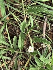 Convolvulus sagittatus
