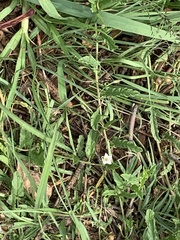 Convolvulus sagittatus