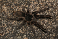 Grammostola