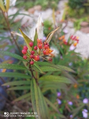 Asclepias curassavica