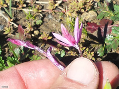 Hesperantha cucullata