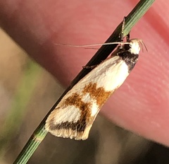 Antipterna trilicella