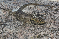 Tropidurus spinulosus