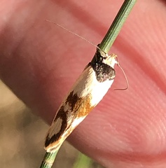 Antipterna trilicella