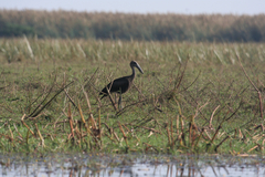 Anastomus lamelligerus