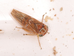 Tremulicerus tremulae