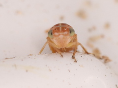 Tremulicerus tremulae