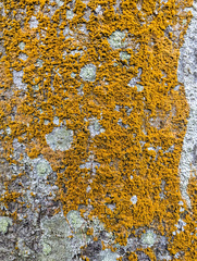 Trentepohlia aurea