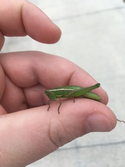 Aptenopedes sphenarioides