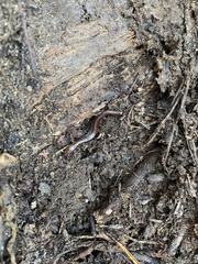 Caudata