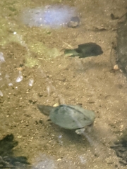 Sternotherus carinatus