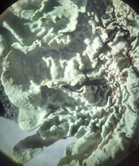 Flavoparmelia caperata