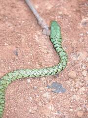 Philothamnus semivariegatus