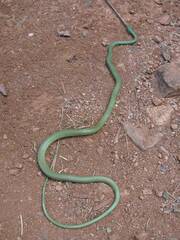 Philothamnus semivariegatus