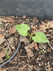 Phaseolus vulgaris