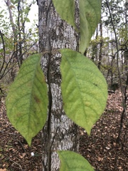 Thyrsanthella difformis