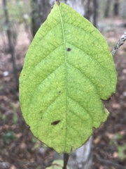 Thyrsanthella difformis