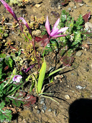 Hesperantha cucullata