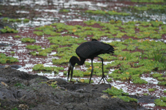 Anastomus lamelligerus