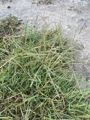 Chloris andropogonoides