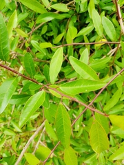 Sebastiania schottiana