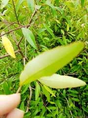 Sebastiania schottiana