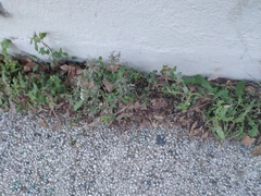 Amaranthus deflexus