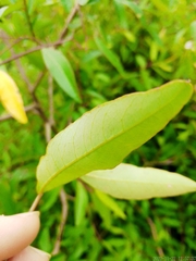 Sebastiania schottiana