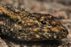 Tropidurus spinulosus