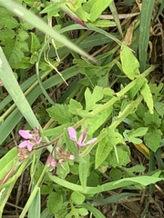 Cleome monophylla