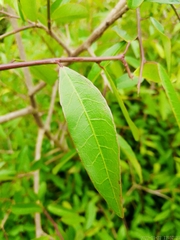 Sebastiania schottiana