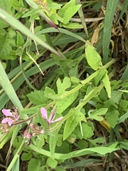 Cleome monophylla