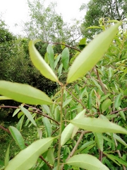 Sebastiania schottiana