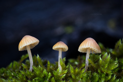 Galerina semilanceata