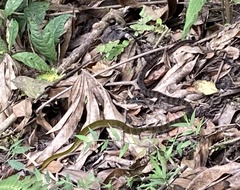 Dendrophidion clarkii