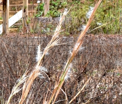 Andropogon virginicus