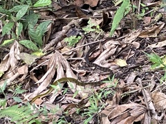 Dendrophidion clarkii