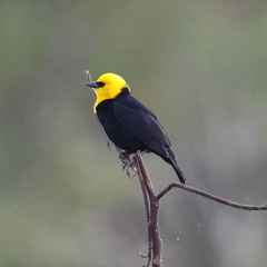 Chrysomus icterocephalus