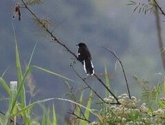 Donacobius atricapilla