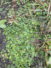 Dichondra carolinensis