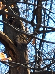 Melanerpes carolinus