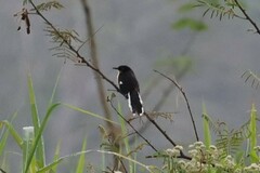 Donacobius atricapilla