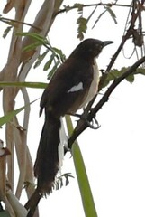 Donacobius atricapilla