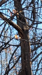 Melanerpes carolinus