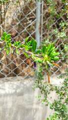 Dunalia brachyacantha