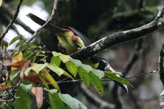 Pteroglossus inscriptus